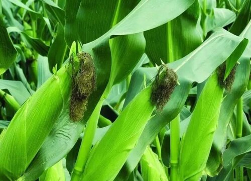 春玉米几月份收获