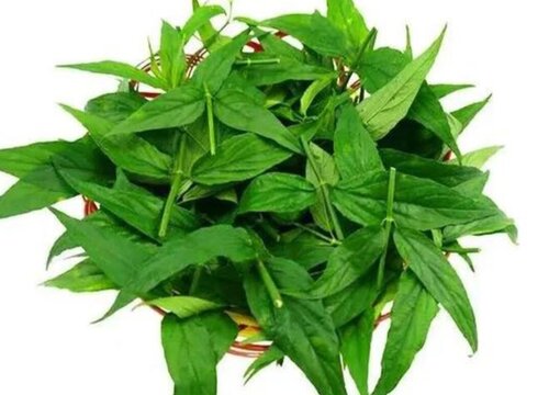 忧遁草有什么作用