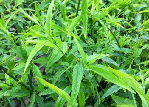 忧遁草有什么作用