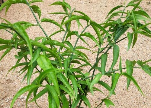 忧遁草有什么作用