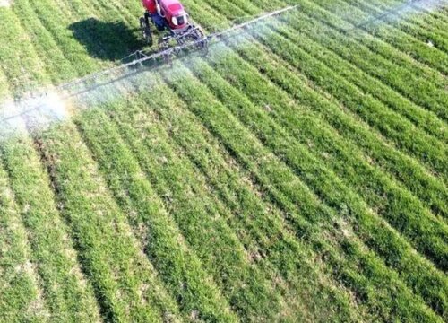 小麦抽穗扬花期管理技术与措施