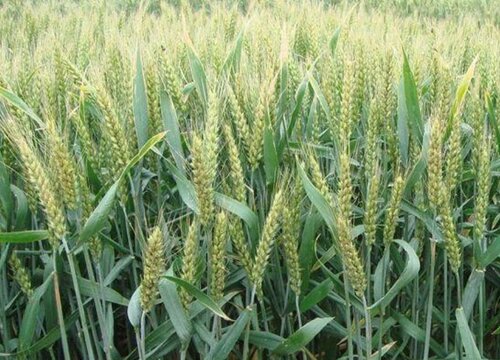 小麦抽穗扬花期管理技术与措施