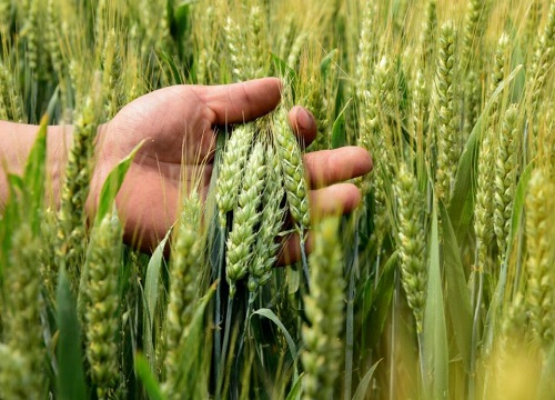 鲁原502小麦品种介绍
