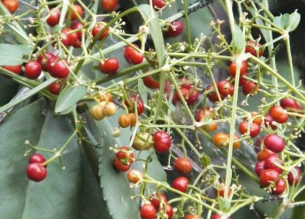 茜草根的功效与作用