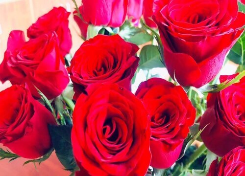 红色玫瑰花语是什么意思