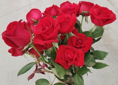 红色玫瑰花语是什么意思