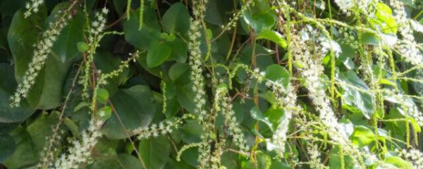 新鲜藤三七的根正确吃法