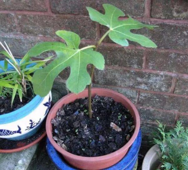 无花果盆栽多久浇一次水