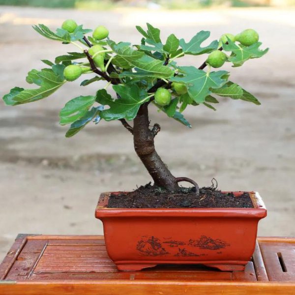 无花果盆栽多久浇一次水