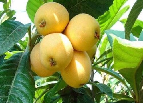 贵州水果有哪些