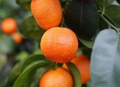 广西哪个县沙糖桔最多