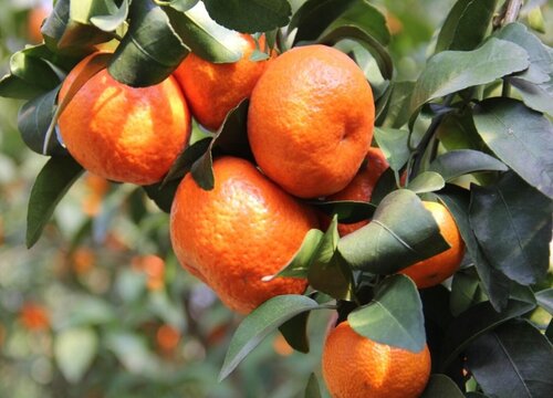 广西哪个县沙糖桔最多