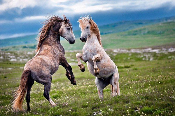 马是怎样配对的