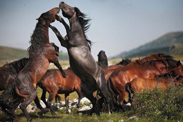 马是怎样配对的
