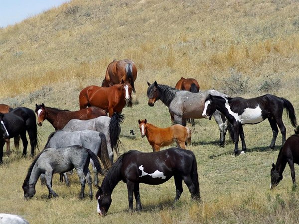 马是怎样配对的