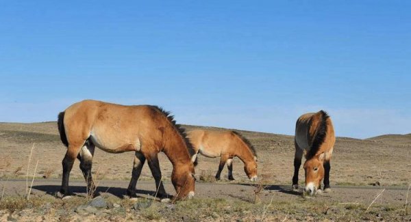 马是怎样配对的