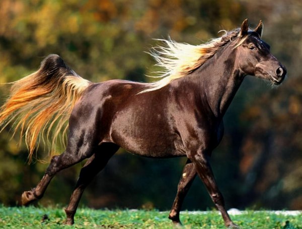 马是怎样配对的