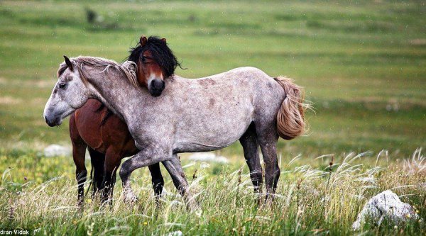 马是怎样配对的