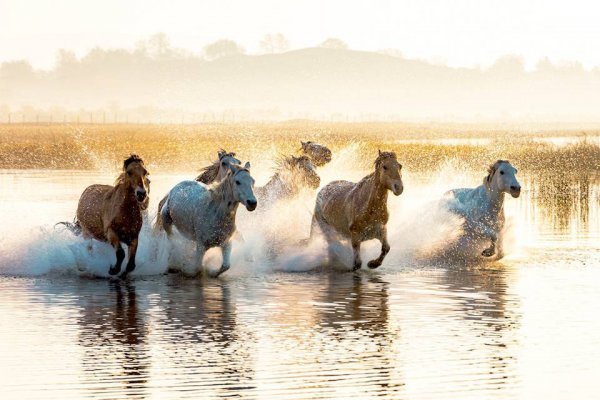 马是怎样配对的