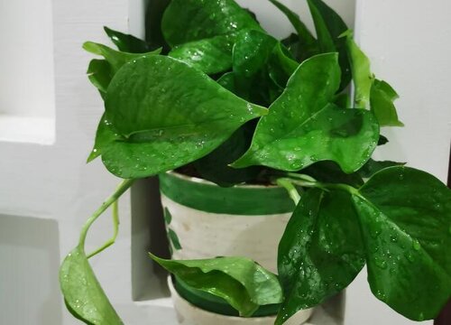 绿航绿萝和普通绿萝的区别