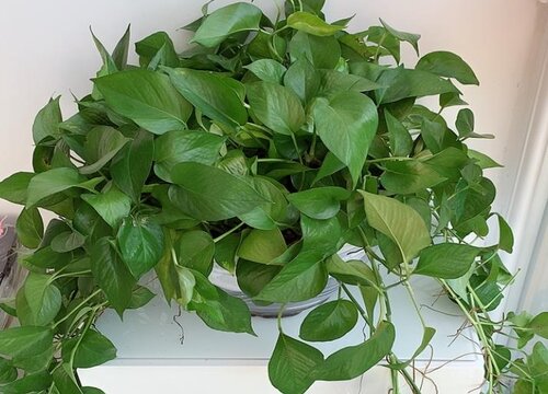 绿航绿萝和普通绿萝的区别