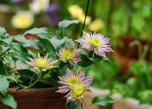 甜瓜种植时间和方法