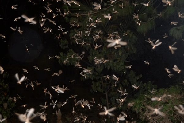 会飞的蚂蚁叫什么