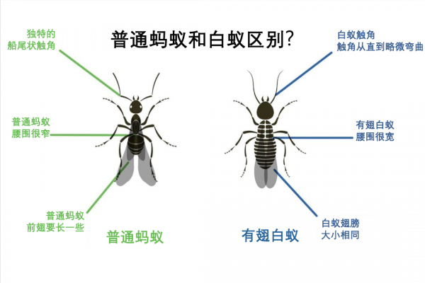 会飞的蚂蚁叫什么