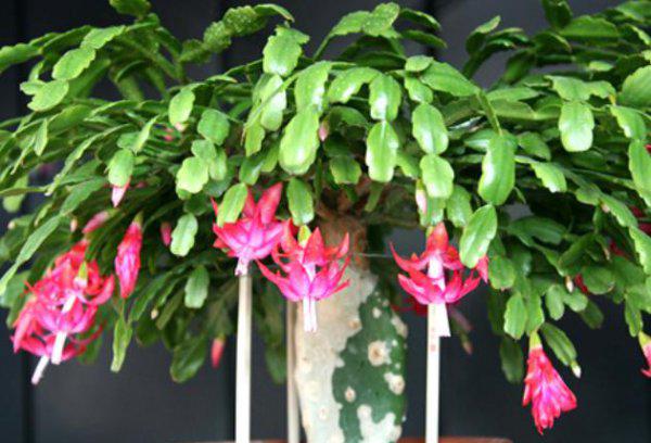 蟹爪兰适合在什么环境下生长