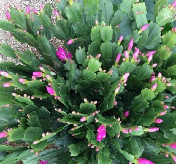 蟹爪兰适合在什么环境下生长