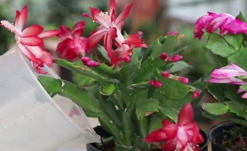 蟹爪兰适合在什么环境下生长