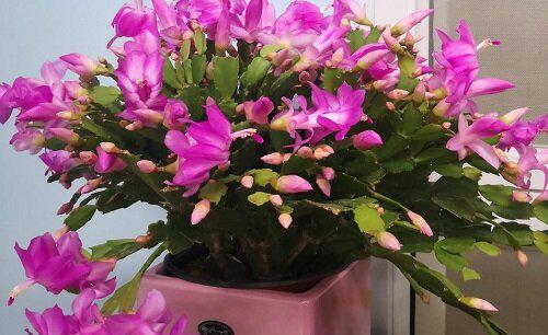 蟹爪兰适合在什么环境下生长