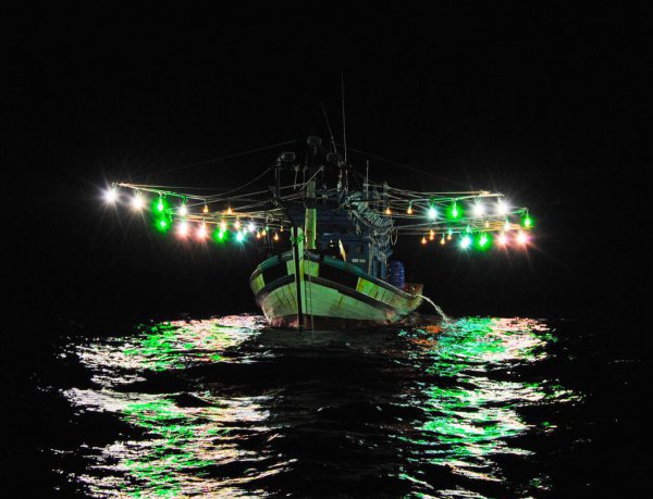 乌贼就是章鱼吗