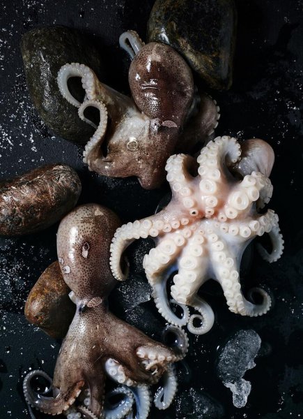 乌贼就是章鱼吗