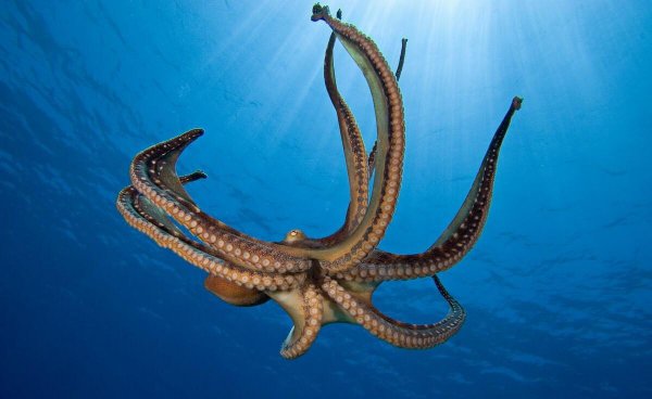 乌贼就是章鱼吗