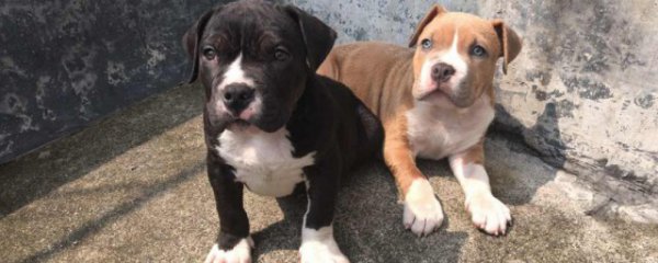 两只斯坦福犬能一起养吗