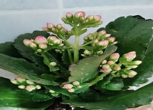 秋冬怎么养长寿花爆满花盆