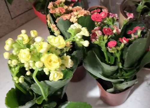 秋冬怎么养长寿花爆满花盆