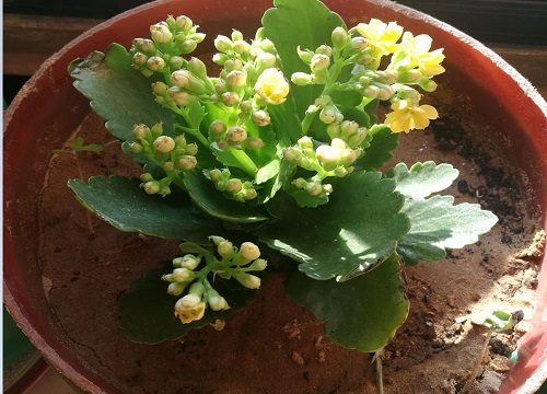 秋冬怎么养长寿花爆满花盆