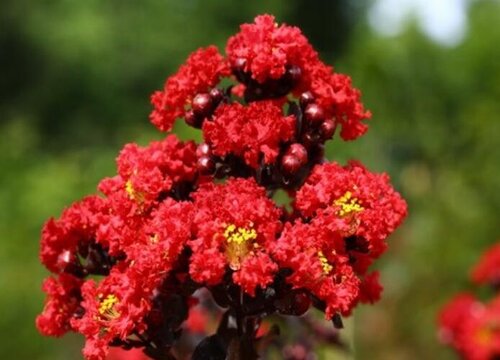 紫薇树秋天能移栽吗