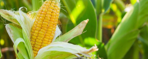 小玉米怎么保鲜