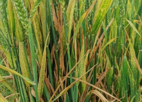 小麦病虫害防治技术和方法措施