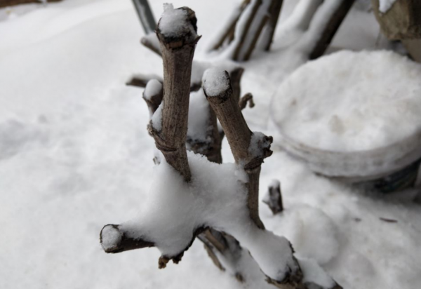 移栽树木怎样提高成活率高