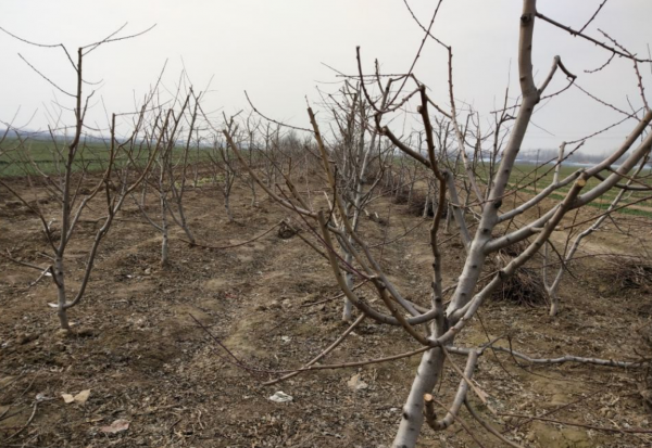 移栽树木怎样提高成活率高