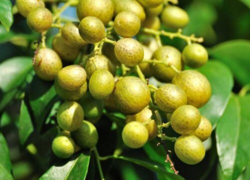 黄皮果北方可以种植吗