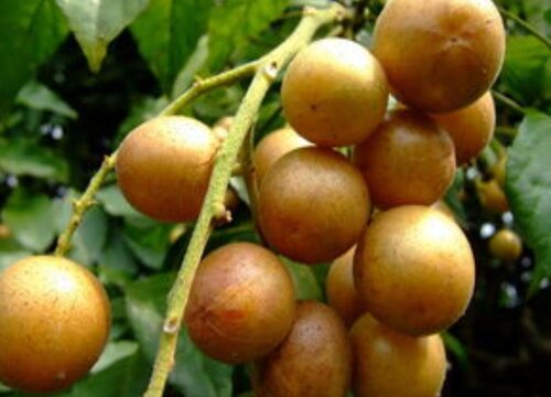 黄皮果北方可以种植吗