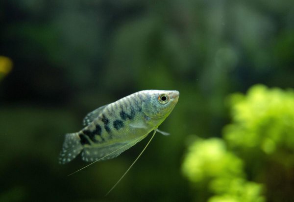 最好养的热带鱼有哪些