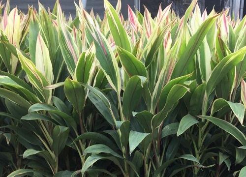 朱蕉的风水禁忌与位置讲究