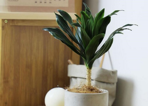 朱蕉的风水禁忌与位置讲究