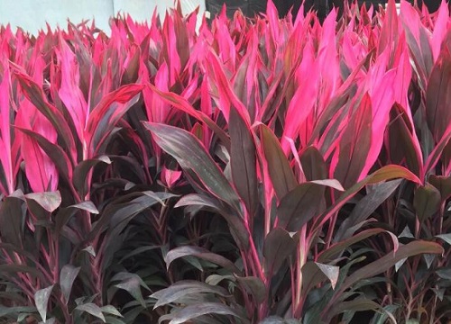 朱蕉的风水禁忌与位置讲究